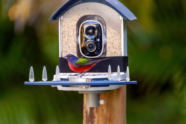 istock Bright Male painted bunting, Passerina ciris, on a bird camera feeder 2188107792