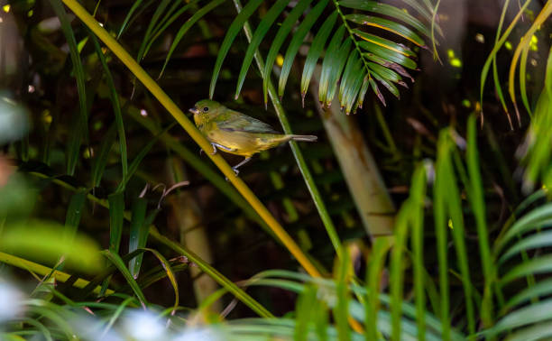 istock Perched on a palm frond, a Female painted bunting, 2188108067