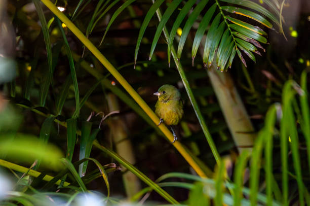 istock Perched on a palm frond, a Female painted bunting, 2188108077