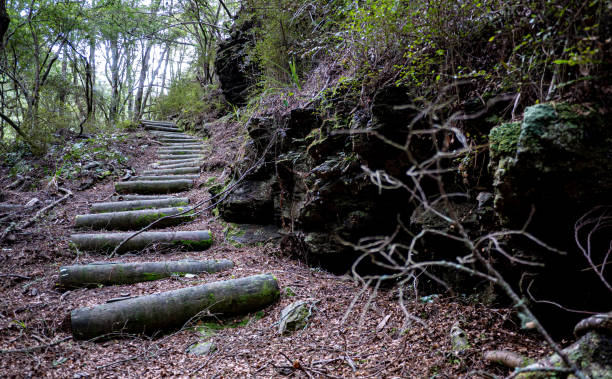 istock A path walkway leading through forest hiking walking in new zealand 2188109571