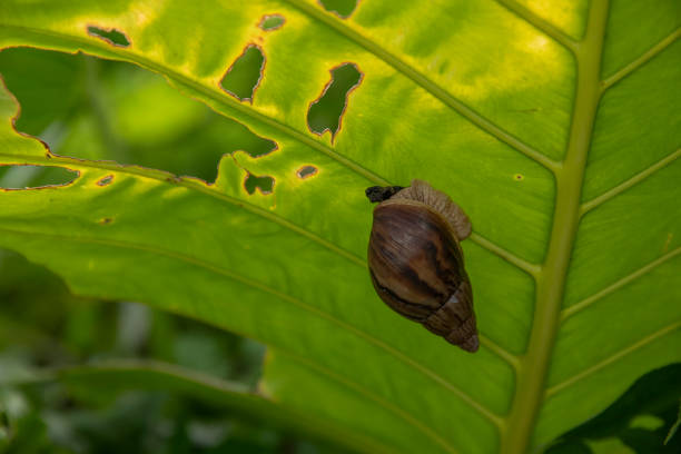 Giant Africa snail