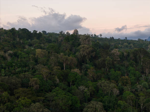 Vibrant tropical forest stretches across landscape as dusk approaches, with soft clouds glowing in fading light.