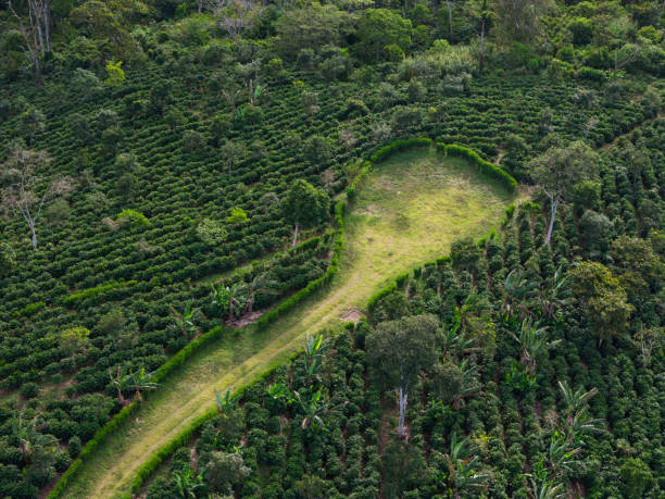 Curved pathway through lush green coffee plantation in tropical landscape