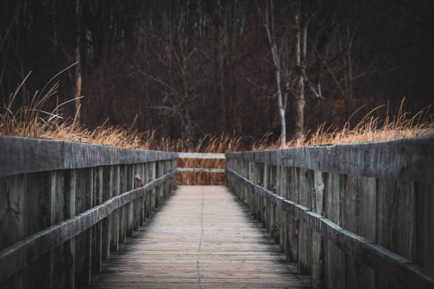 The Mer Bleue Bog boardwalk in Ottawa.