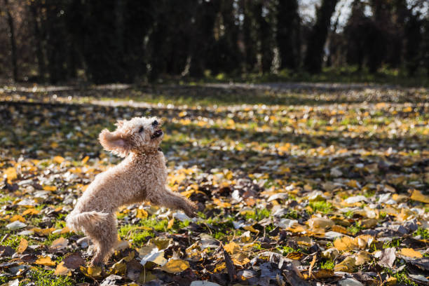 Happy poodle dog enjoying an autumn day at the park