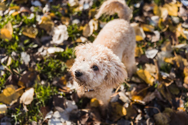 Close-up of a young poodle dog in a park