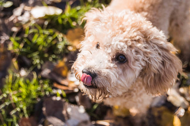 Close up of a cute poodle dog sticking out tongue