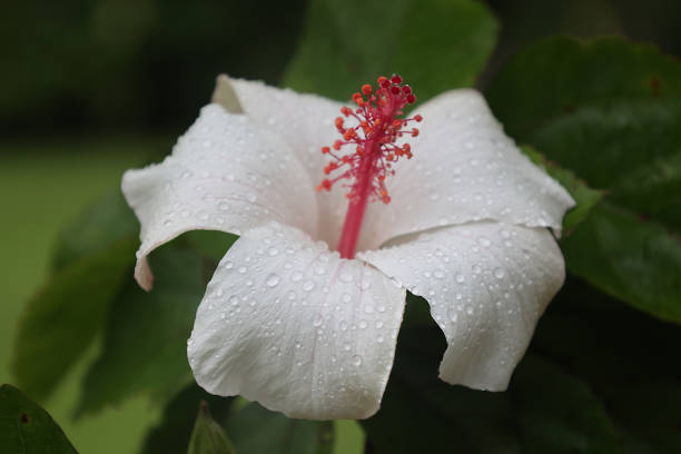 Dew covered white hibiscus flower with red stamen
