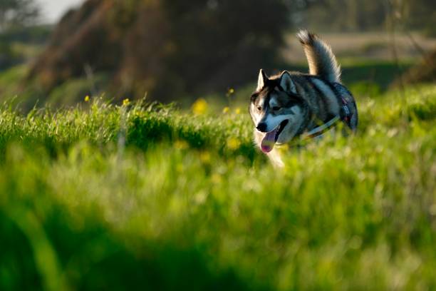 istock Dog by the Sea 2188115226