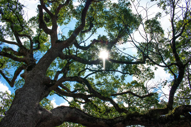 istock Sunlight filtering through the leaves of a camphor tree. 2188128265