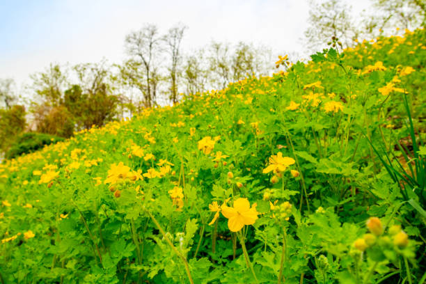 istock wildflowers in the fields, greater celandine. 2188130629