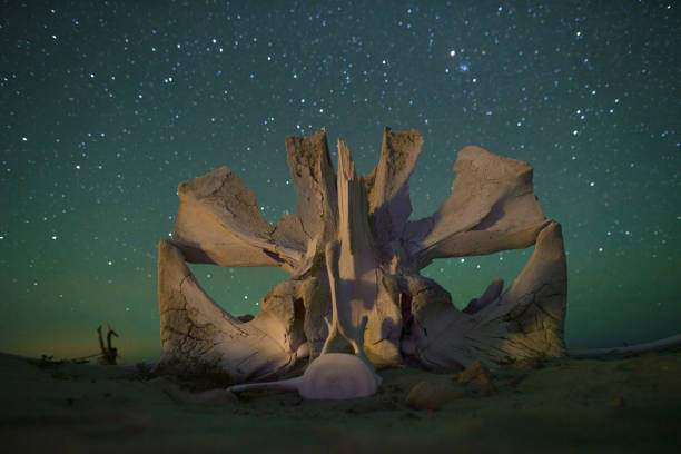 Starry night sky in Baja, Mexico