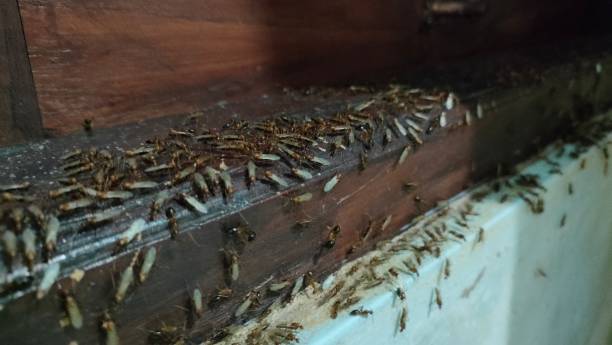 istock termite colonies congregate in wood 2188131263
