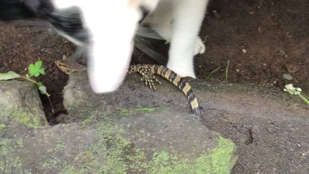 istock a cat playing with a monitor lizard 2188132232