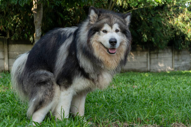 istock Alaskan Malamute dog pooping in grassy yard and looking directly at the camera. 2188133003