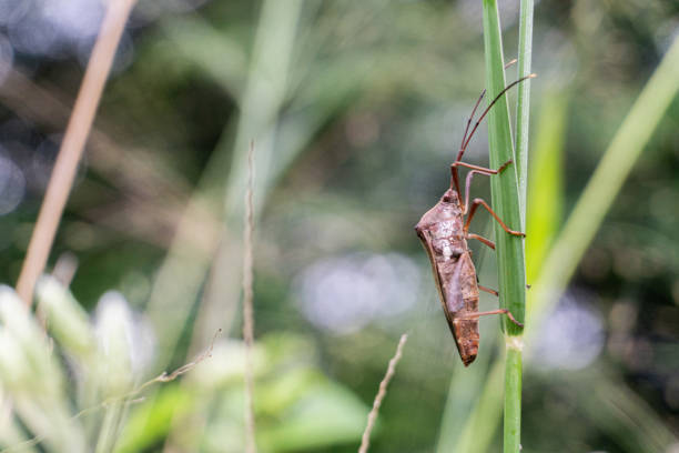 close up brown stinging grasshopper on leaf with blurry background