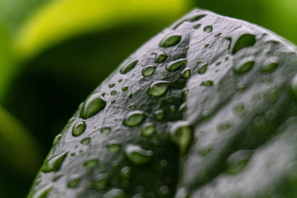 Water Drop on Leaf  with green backgroundraindrops on leaves