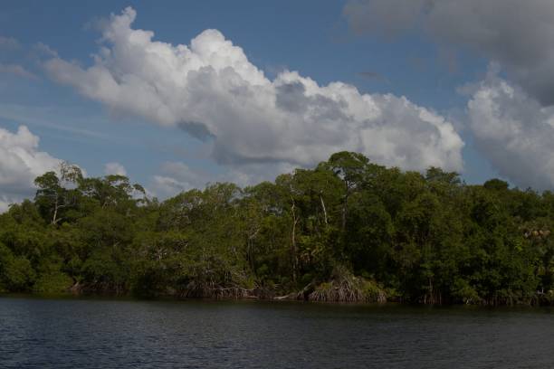 istock Centla Mangroves on Grijalva River. 2188133228