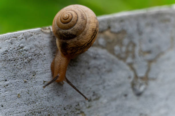 istock A small light brown snail crawled on the white wall slowly 2188133234