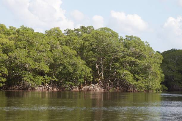 istock Centla Mangroves on Grijalva River. 2188133332
