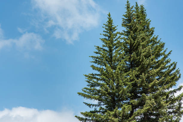 istock Tall evergreen tree against a clear blue sky with light clouds 2188133820