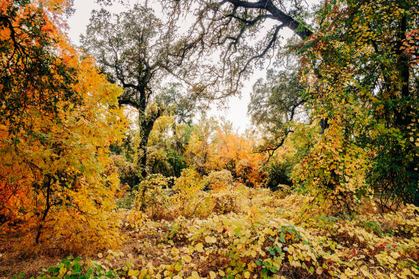 Yellow, orange, green fall foliage, Bidwell Park, Chico, CA in United States, California, Chico