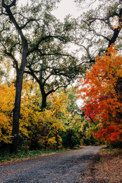istock Tree lined street in the fall, Bidwell Park, Chico, CA 2188133929