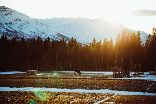 Moose in Winter Sunset over the Mountains in Sweden, Jamtland County, Åre