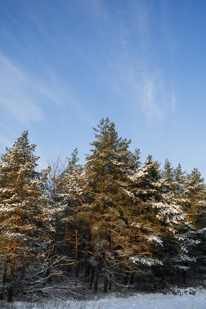 Pine tree tops covered in snow against blue sky in Tallinn, Harju County, Estonia