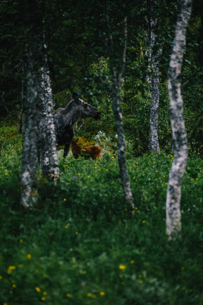 Moose cow and calf in birch forest Sweden in Sweden, Jamtland County, Åre