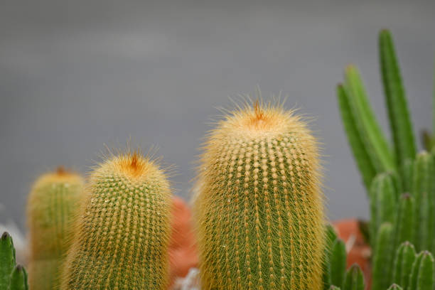 Close-up of Parodia cactus or Eriocactus, The green stem is round and clumpy with yellow thorns around the stems. The ornamental plant is used for decorating the garden.