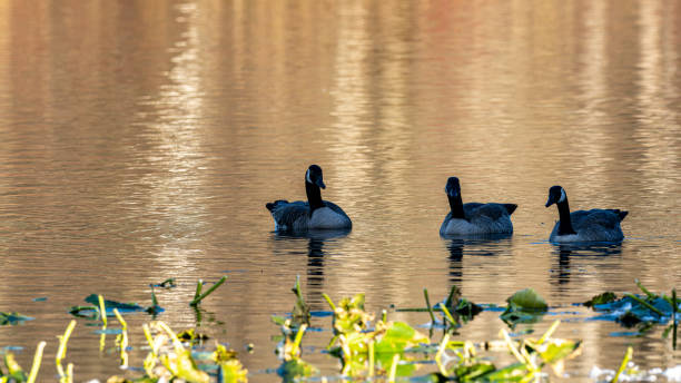 istock Cheam Lake Wetland 2188139261