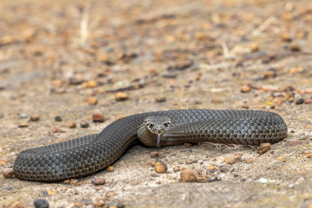 istock Australian Pygmy Copperhead Snake 2188139691