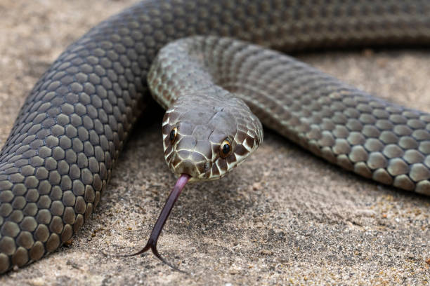 istock Australian Pygmy Copperhead Snake 2188139693