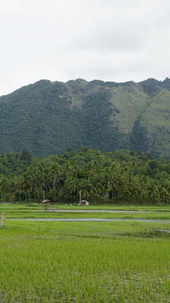 istock Serenity in the Countryside: Green Rice Fields and Coconut Trees 2188145183