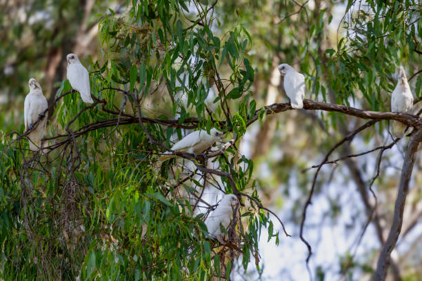 istock A flock of Little corella (Cacatua (Licmetis) sanguinea) on Eucalyptus Branches, Victoria, Australia 2188149141