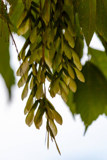 istock Boxelder maple juvenile leaves (Acer negundo), Victoria, Australia 2188149206