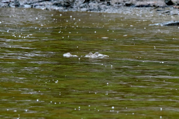 Large salt water crocodile emerging from the Brunei River, a river which flows through Brunei and empties into the Brunei Bay. It flows through the country's capital Bandar Seri Begawan.