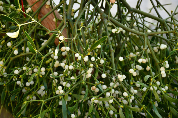 istock mistletoes on a Christmas market in Germany 2188151020