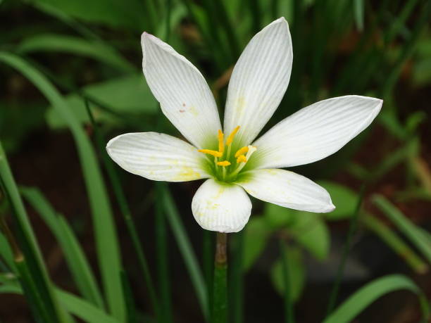 istock THE AUTUMN ZEPHYR LILY FLOWER 2188153540