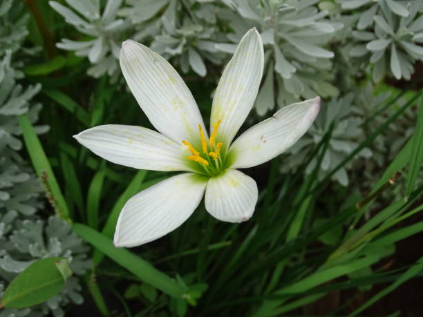 istock THE SINGLE AUTUMN ZEPHYR LILY FLOWER 2188153541