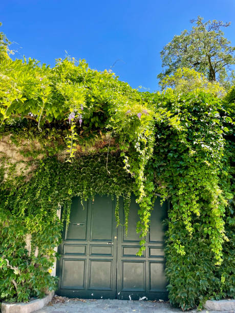 istock Lush vines beautifully cascade over a charming gate in Paris garden 2188154676