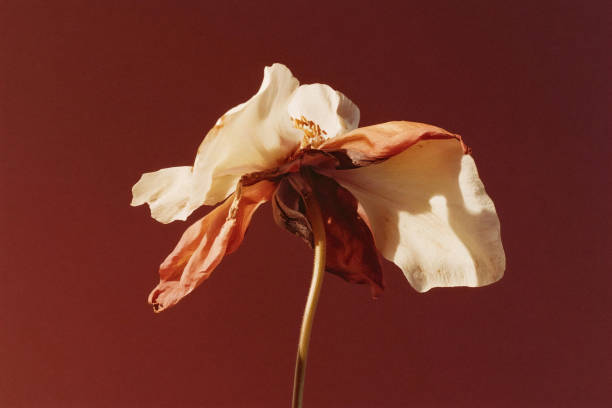 a withered flower in a burgundy color palette, on a red brown background
