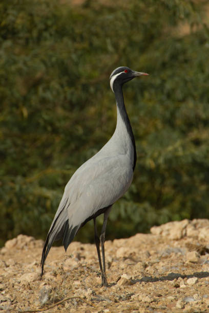 demoiselle crane in various mode