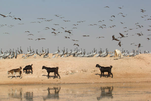 istock Demoiselle crane 2188157743