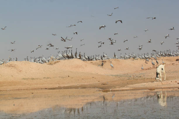 istock Demoiselle crane 2188157769
