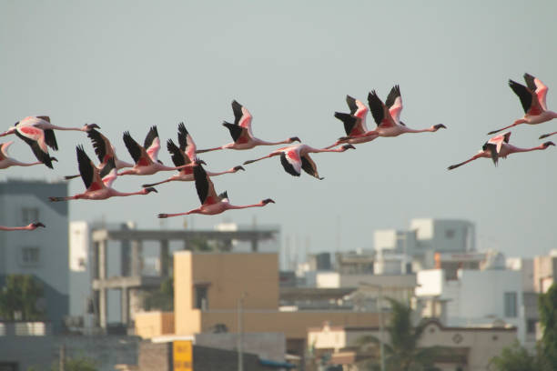 The Flamingos in Flight