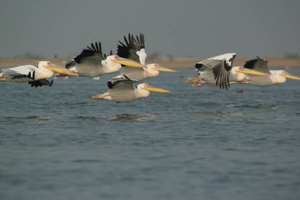 istock The Pelican in the water 2188158053