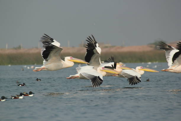 istock The Pelican in the water 2188158068