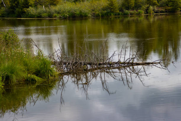 Autumn landscape of the forest trees and mountain river waters.